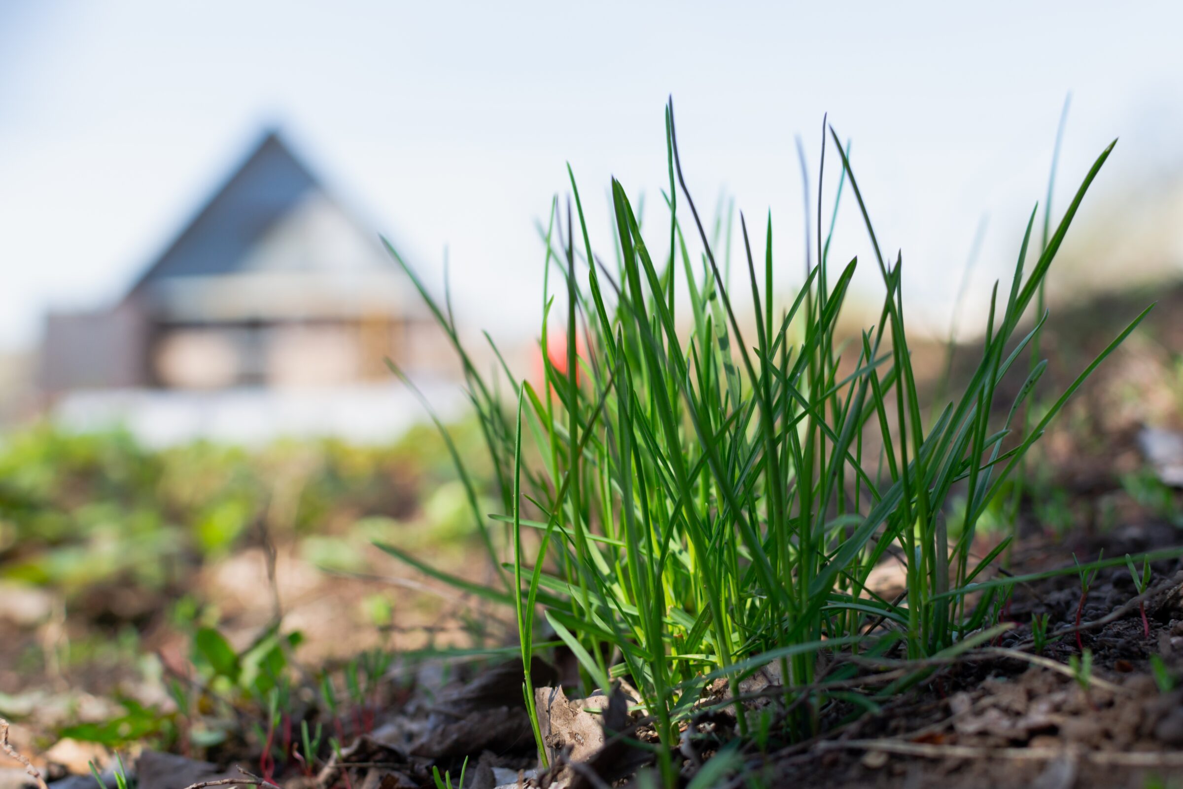 Green grass on a plot of land